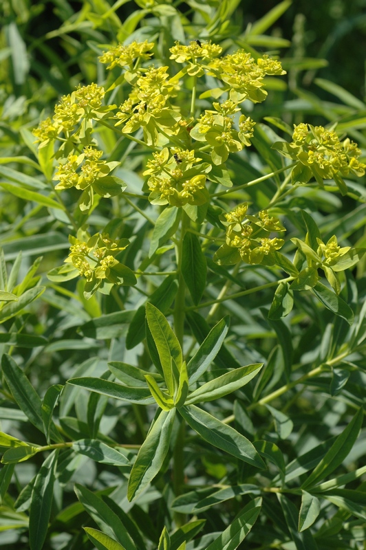 Image of Euphorbia lamprocarpa specimen.