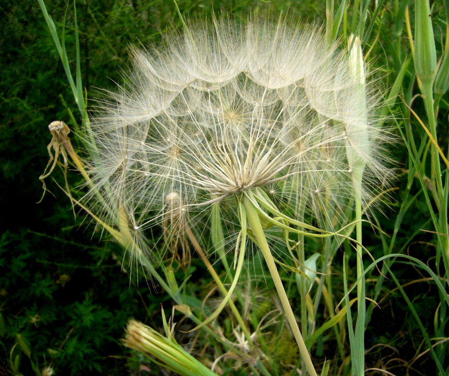 Image of Tragopogon krascheninnikovii specimen.