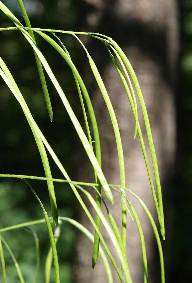 Image of Arabis pendula specimen.