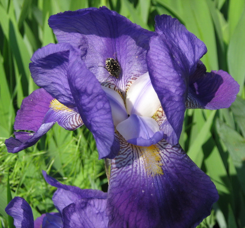 Image of Iris &times; hybrida specimen.