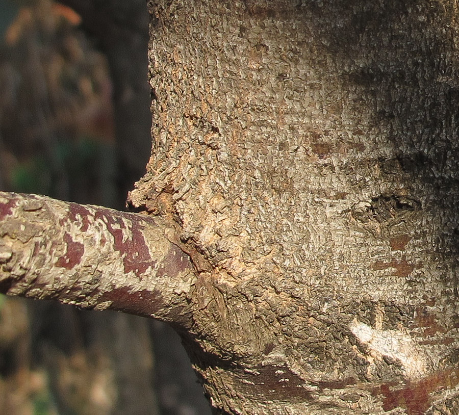 Изображение особи Eucalyptus torquata.