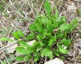 Cephalaria uralensis. Отрастающие молодые листья. Крым, Симферополь, Марьино, степной склон. 14 апреля 2012 г.