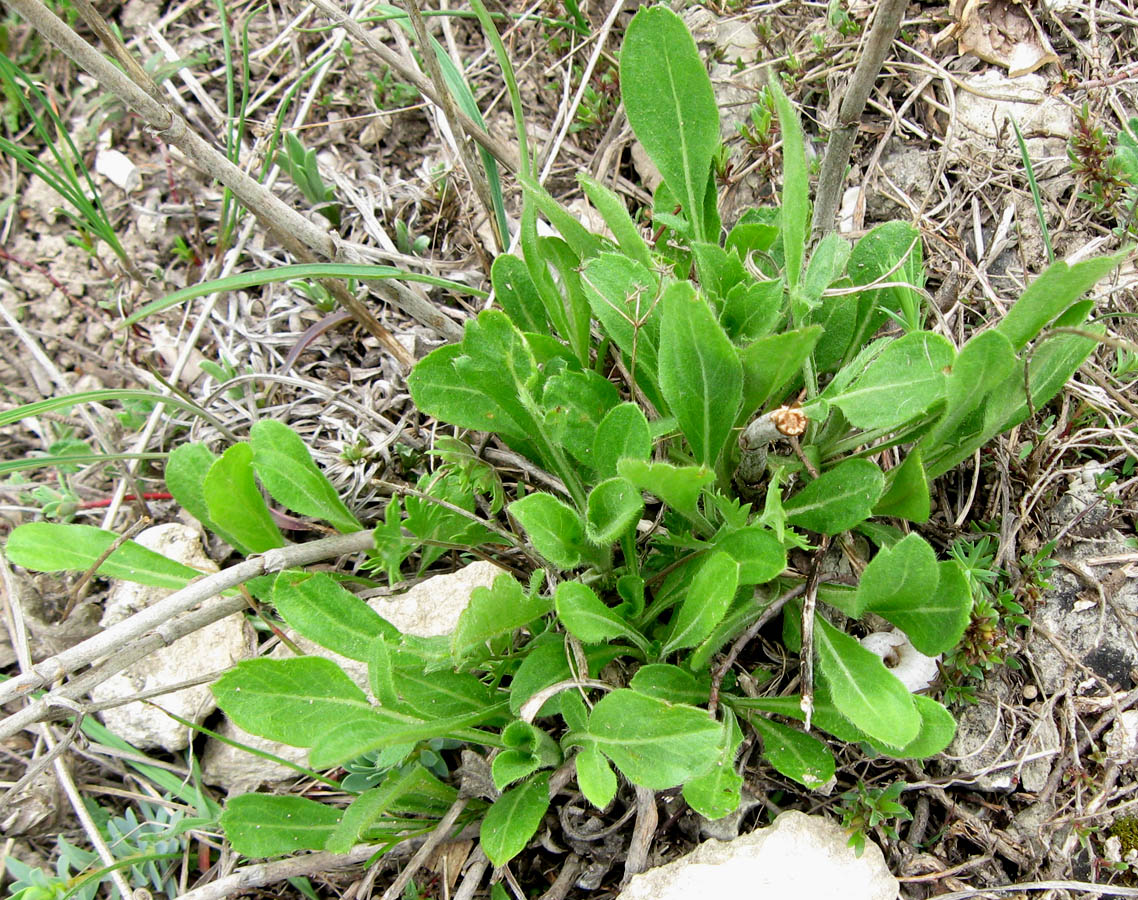 Изображение особи Cephalaria uralensis.