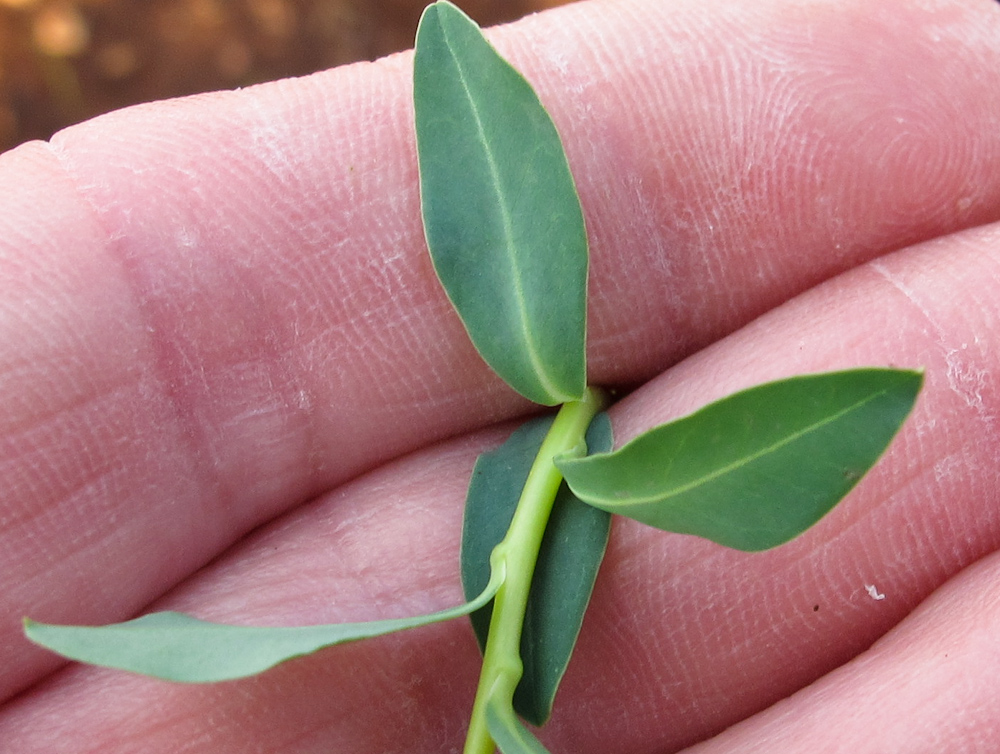 Image of Euphorbia hierosolymitana specimen.