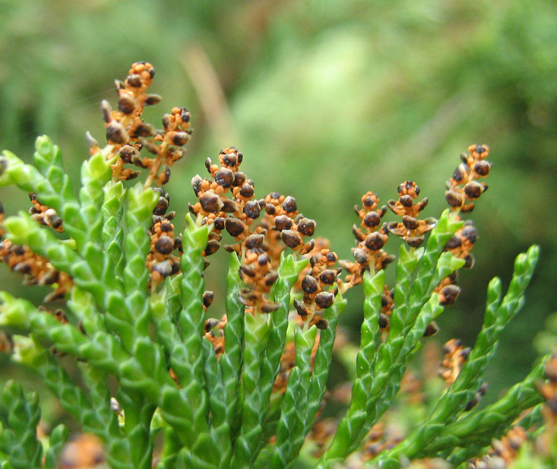 Image of Chamaecyparis lawsoniana specimen.