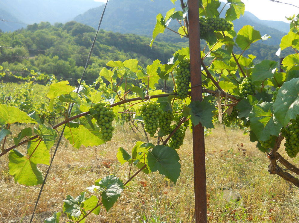 Image of Vitis vinifera specimen.