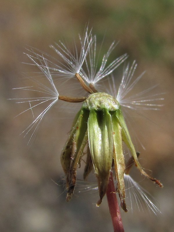Изображение особи Crepis micrantha.