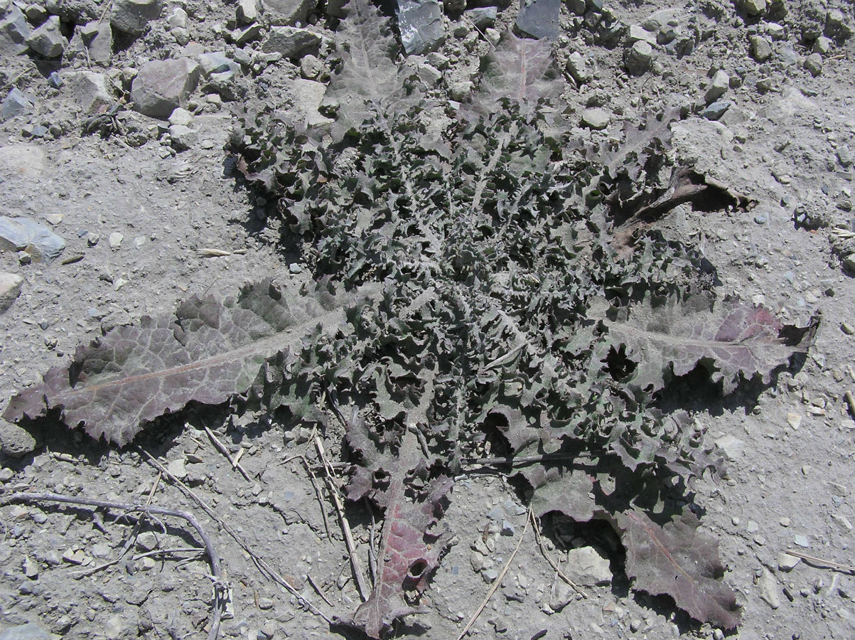 Изображение особи Taraxacum serotinum.