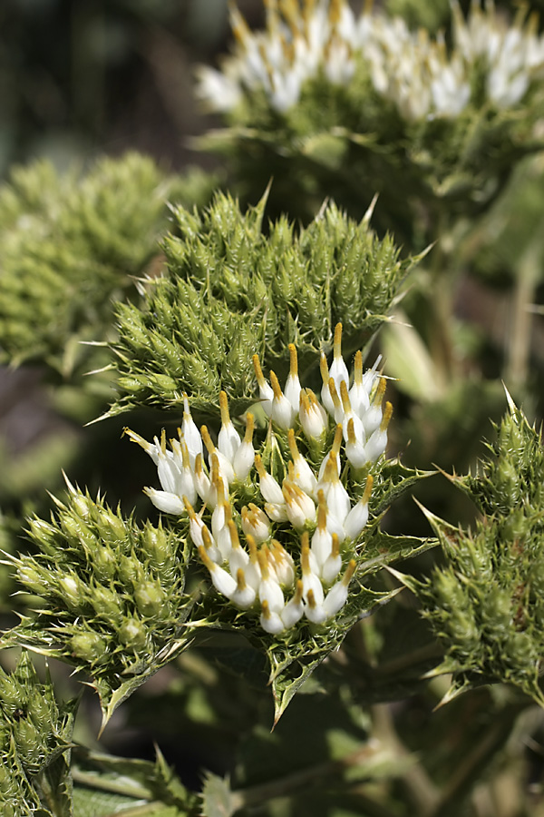 Изображение особи Cousinia triflora.