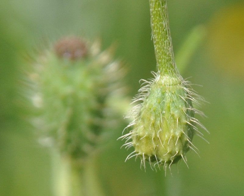 Image of Papaver hybridum specimen.