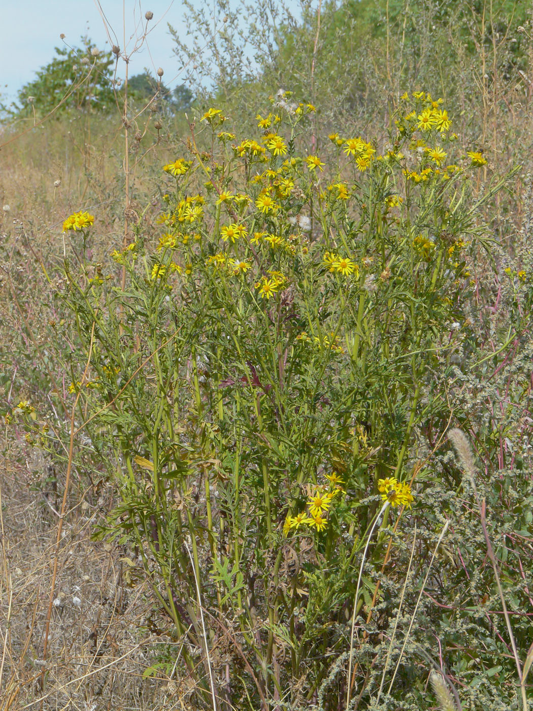 Image of Senecio erucifolius specimen.