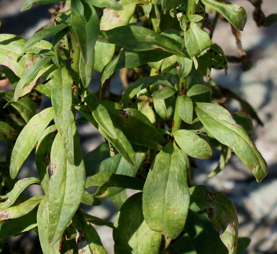 Image of Antirrhinum majus specimen.