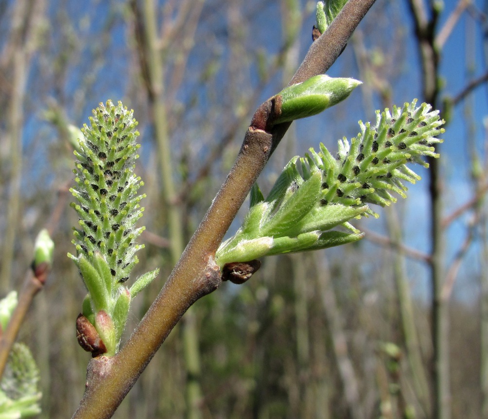 Image of Salix cinerea specimen.