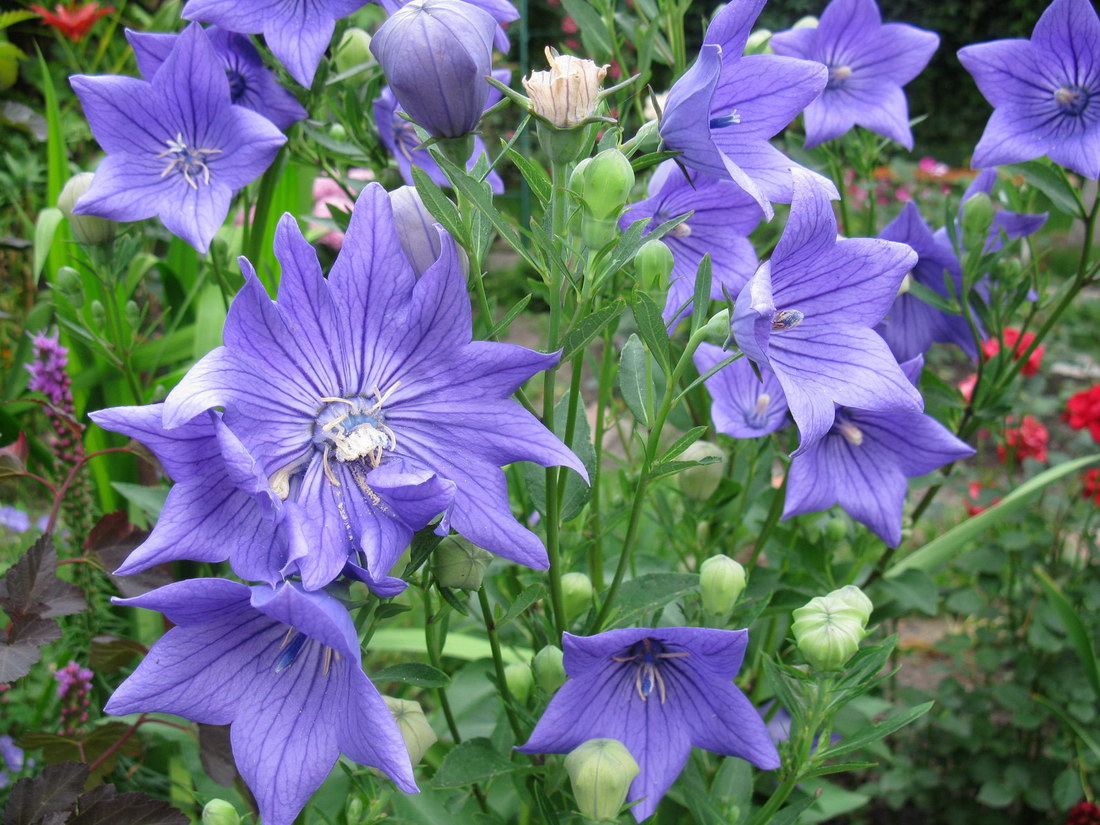 Image of Platycodon grandiflorus specimen.