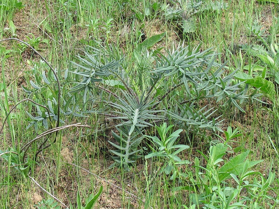 Image of Cirsium polonicum specimen.