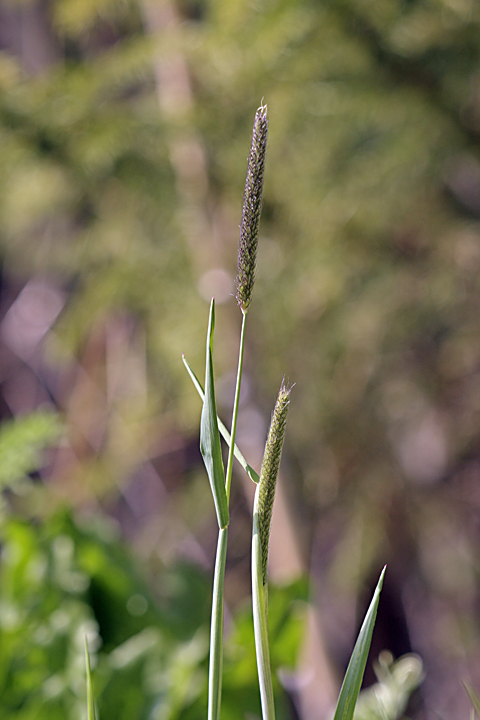 Image of Alopecurus pratensis specimen.