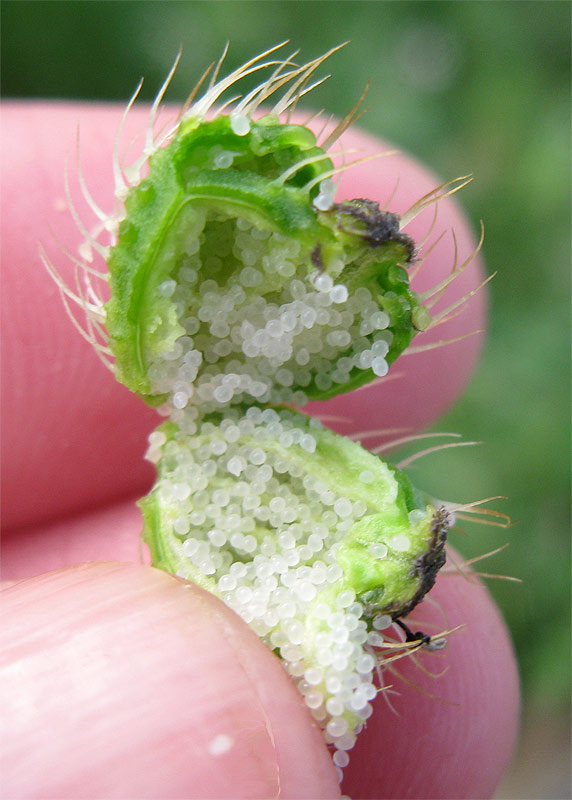 Image of Papaver hybridum specimen.