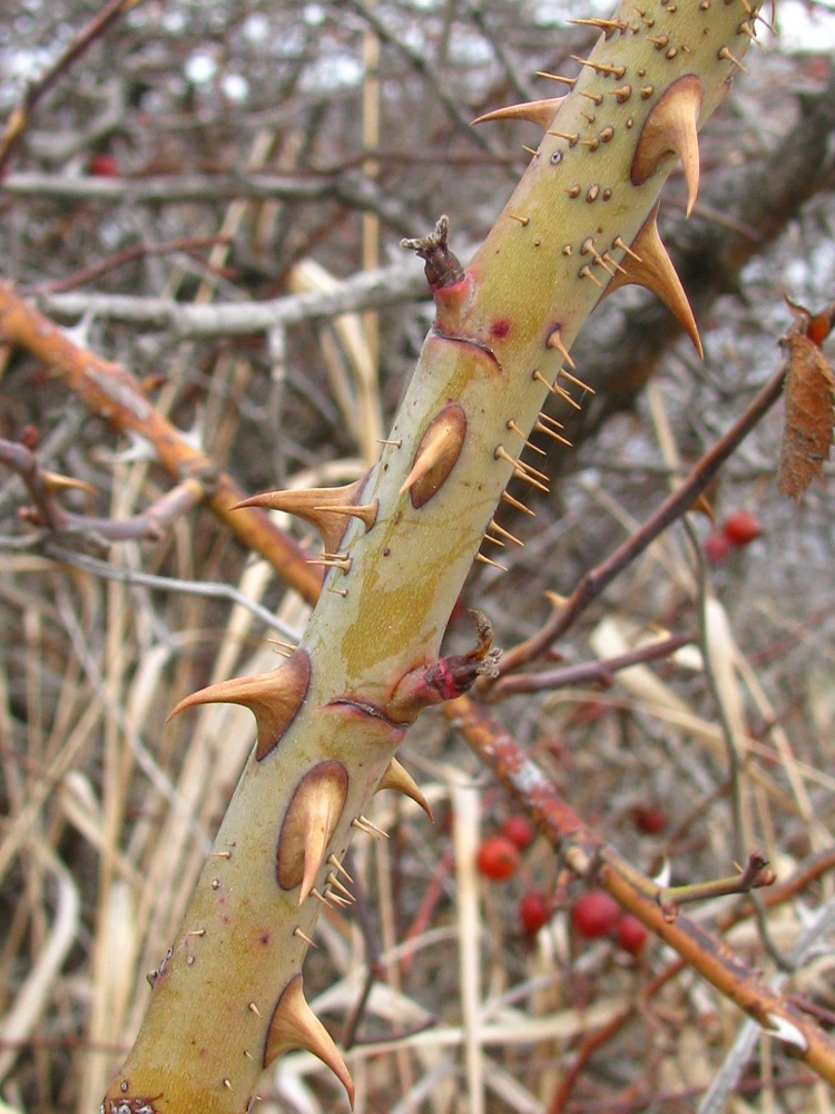 Image of Rosa rubiginosa specimen.