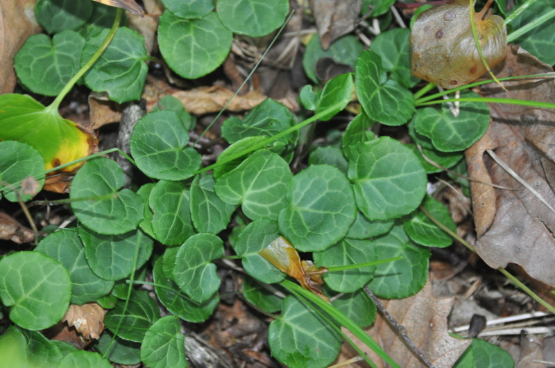 Изображение особи Pyrola renifolia.