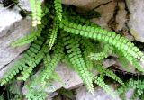 Asplenium trichomanes