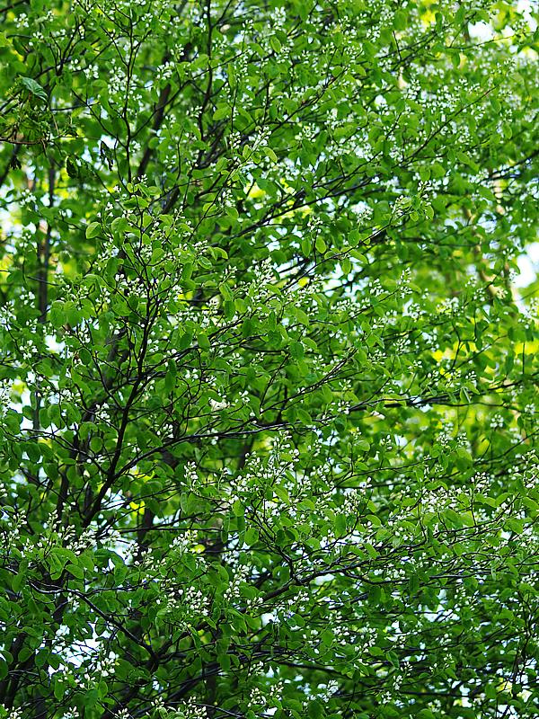 Image of Amelanchier spicata specimen.