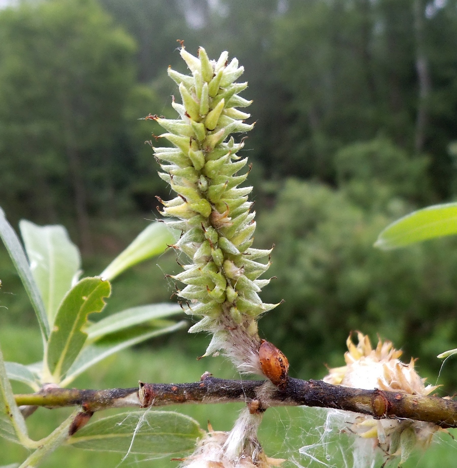 Image of Salix gmelinii specimen.