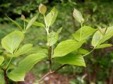 Calycanthus chinensis. Веточка с молодыми побегами. Германия, г. Krefeld, Ботанический сад. 11.05.2013.