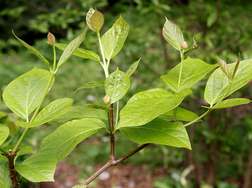 Image of Calycanthus chinensis specimen.