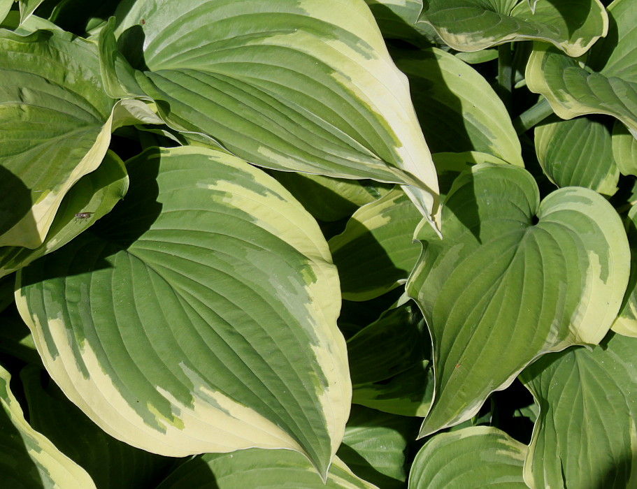 Изображение особи Hosta fortunei.