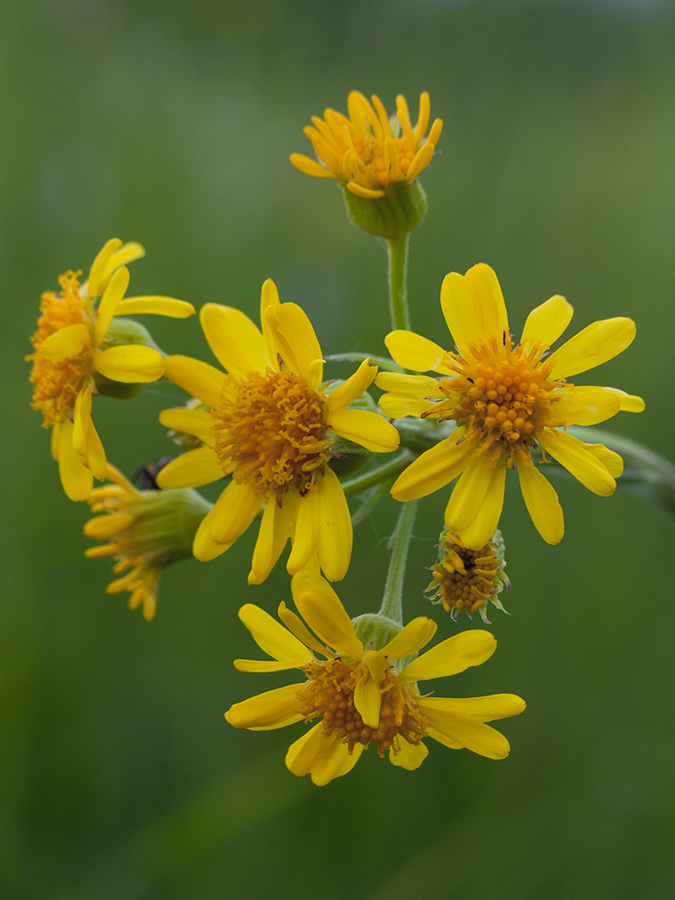 Изображение особи Tephroseris integrifolia.