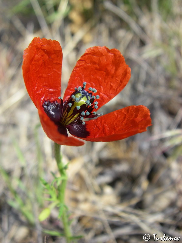 Image of Papaver minus specimen.