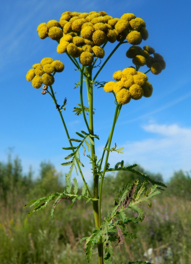 Изображение особи Tanacetum vulgare.