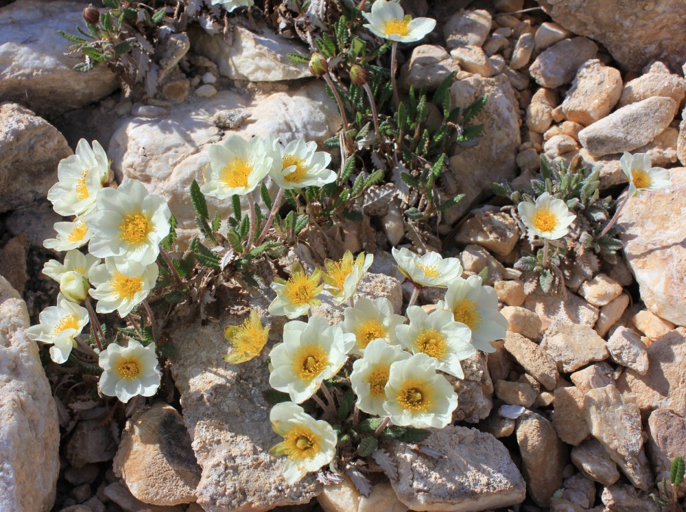 Image of Dryas sumneviczii specimen.