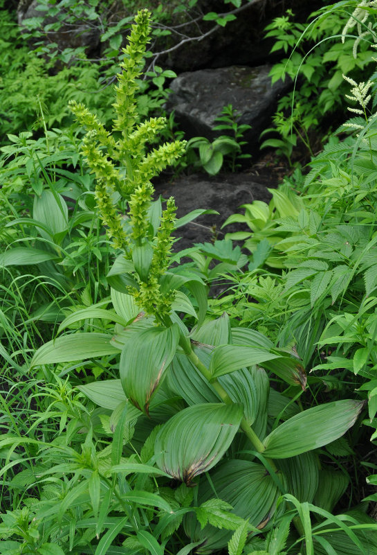 Изображение особи Veratrum oxysepalum.