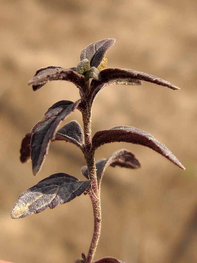 Image of Teucrium chamaedrys specimen.