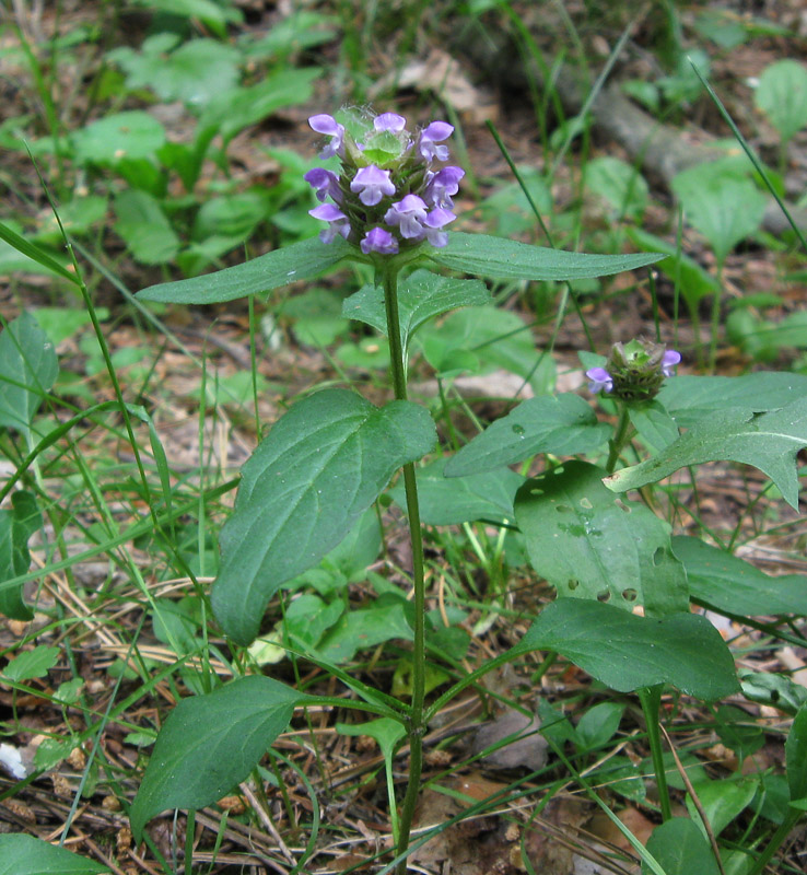 Изображение особи Prunella vulgaris.