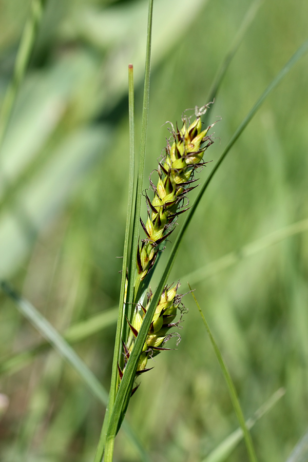 Image of Carex melanostachya specimen.