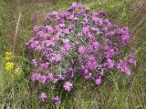 Dianthus versicolor. Цветущее растение. Республика Бурятия, Баунтовский эвенкийский район, окр. пос. Северный, долина р. Мал. Амалат близ пионерлагеря, сухой луг. 15.07.2013.