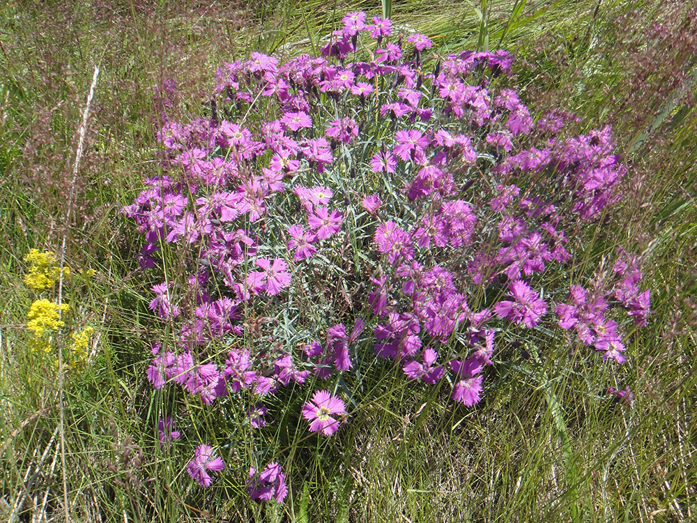 Изображение особи Dianthus versicolor.