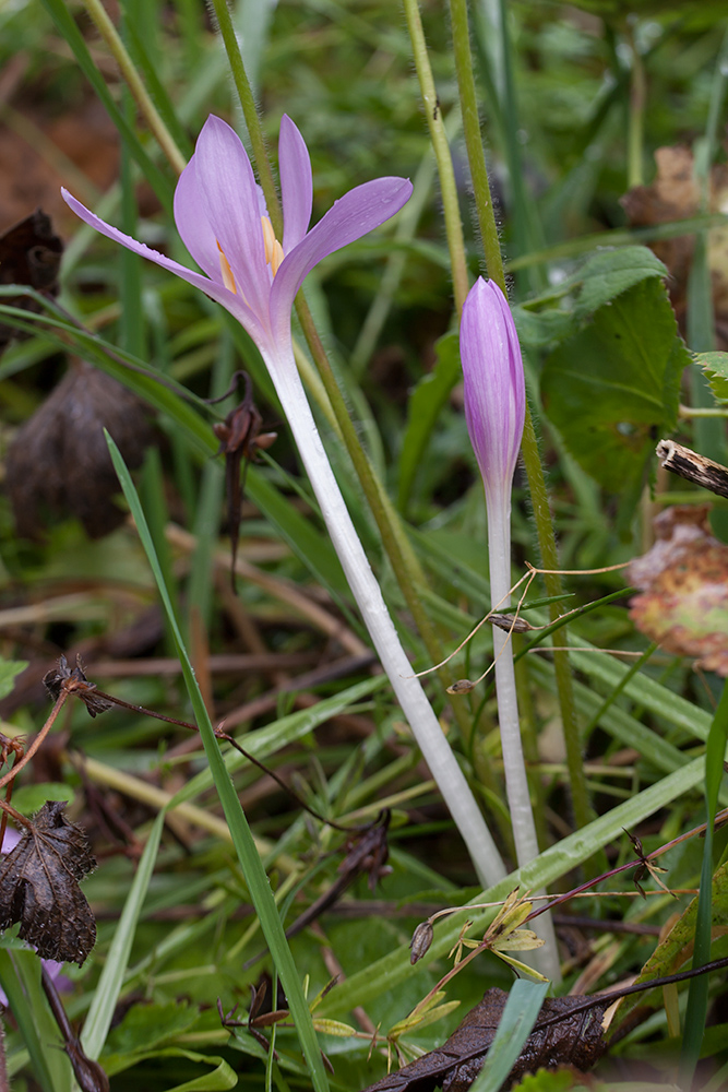 Image of Colchicum autumnale specimen.