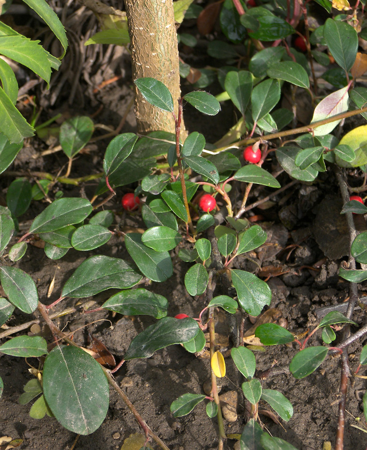 Image of Cotoneaster dammeri var. radicans specimen.