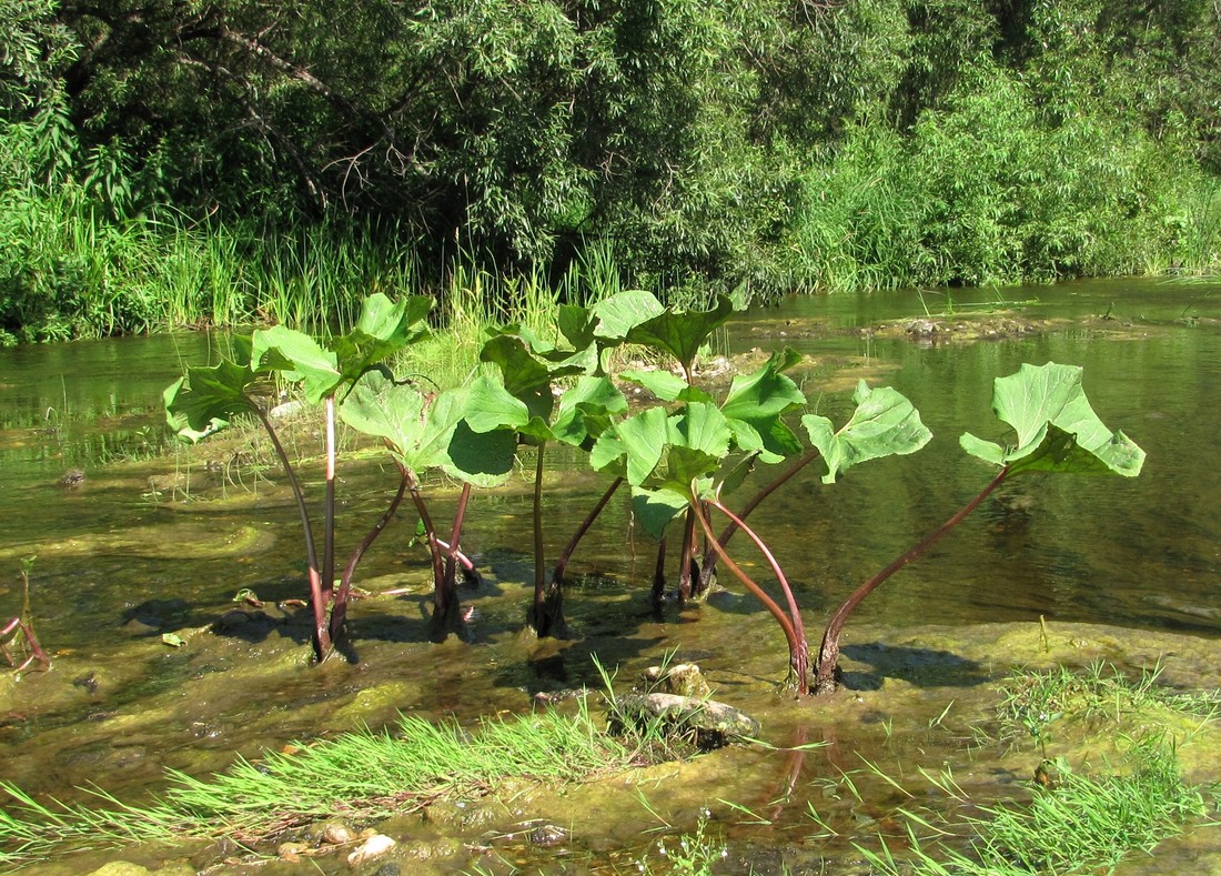 Изображение особи Petasites radiatus.