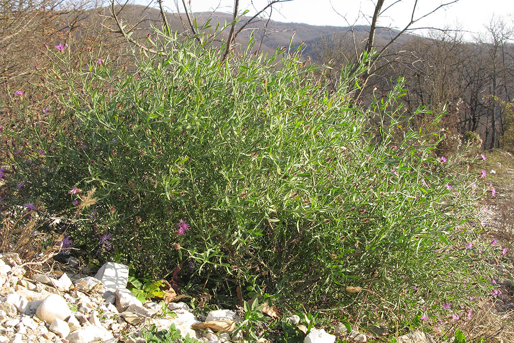 Image of Centaurea diffusa specimen.