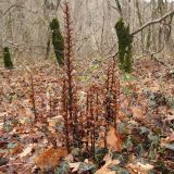 Orobanche laxissima