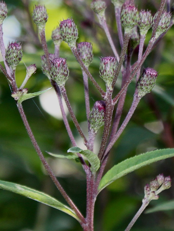 Image of Vernonia gigantea specimen.