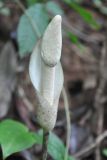 Amorphophallus excentricus. Соцветие. Таиланд, национальный парк Си Пханг-нга. 20.06.2013.