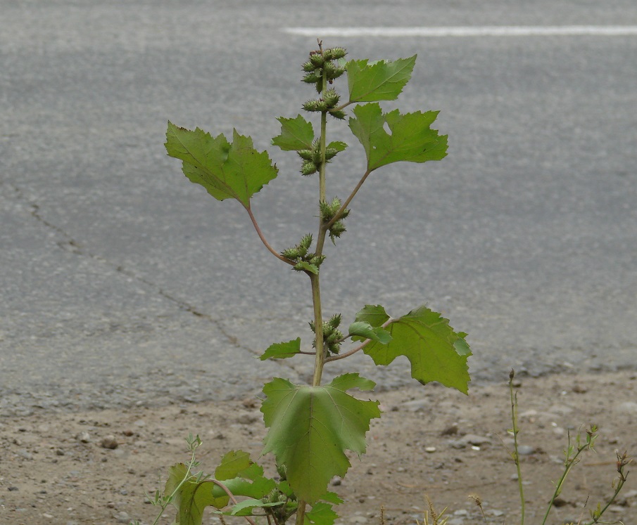 Image of Xanthium strumarium specimen.