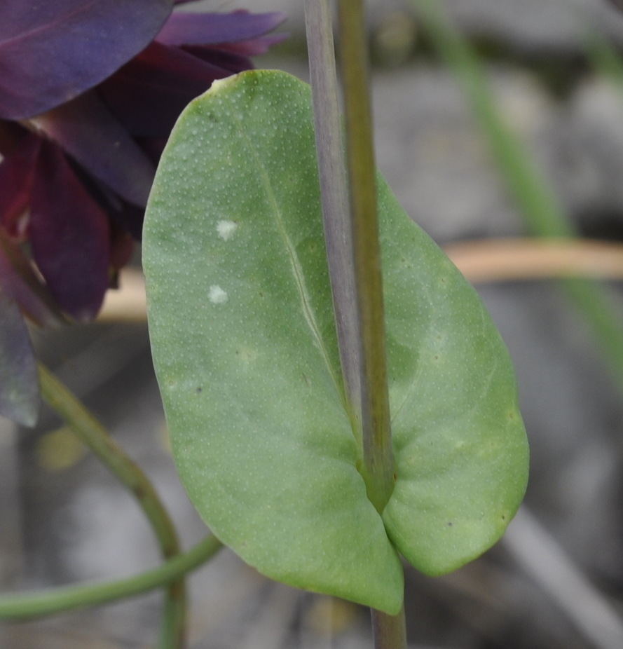 Image of Cerinthe retorta specimen.