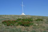 Paeonia tenuifolia. Куртины цветущих растений в степи. Крым, Байдарская долина, гора Лысая. 4 мая 2012 г.