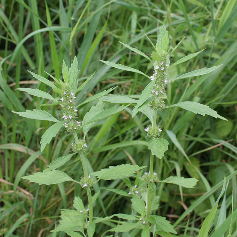 Image of Chaiturus marrubiastrum specimen.